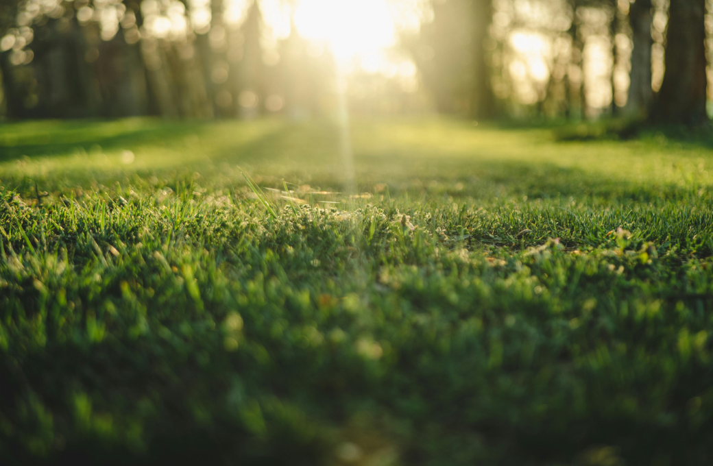 Sunlit green lawn — clean and well-maintained yard
